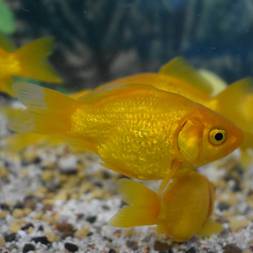 埼玉 木村産キラキラ玉黄金 たまこがね Sm 約8 9cm 1匹 生体販売 金魚 和金系 和金 ヤマゲンペット