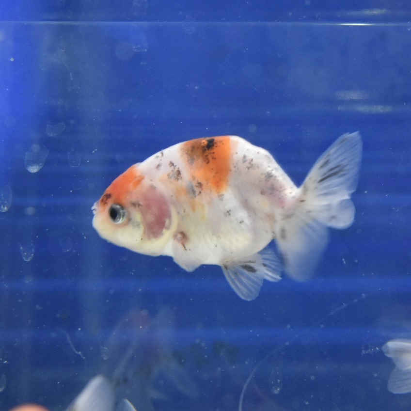 江戸錦2才sm 約5 6cm 1匹 弥富市 八木産 生体販売 ヤマゲンペット