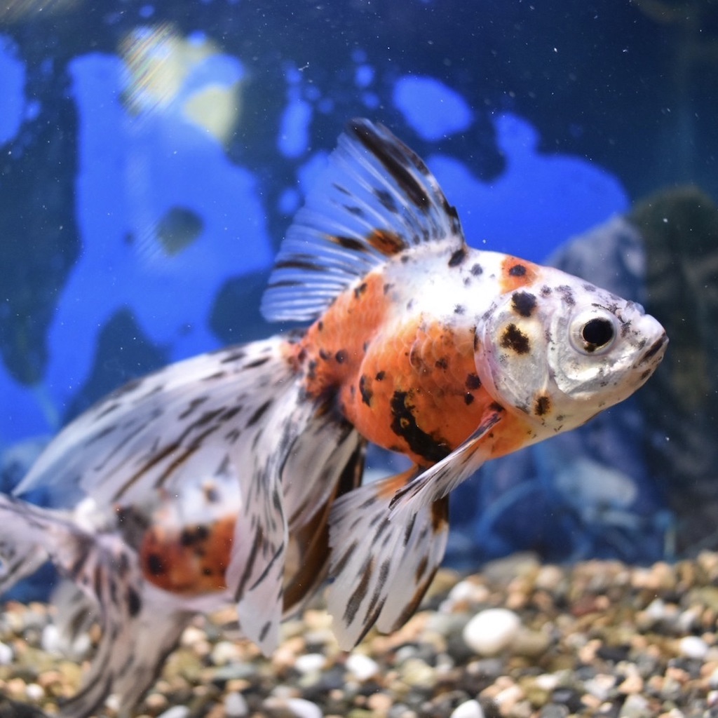 弥富産 キャリコ琉金3才 M-ML』(約9〜10cm) 1匹 - 生体販売/金魚/【琉金型】琉金 [ヤマゲンペット]
