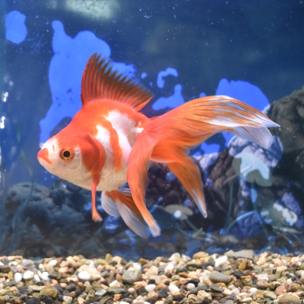 飯田 棚田産 更紗琉金3歳 Ll 約15cm 1匹 生体販売 金魚 琉金型 琉金 ヤマゲンペット 飯田 棚田産 更紗琉金3歳 Ll 約15cm 1匹 生体販売 金魚 琉金型 琉金 ヤマゲンペット