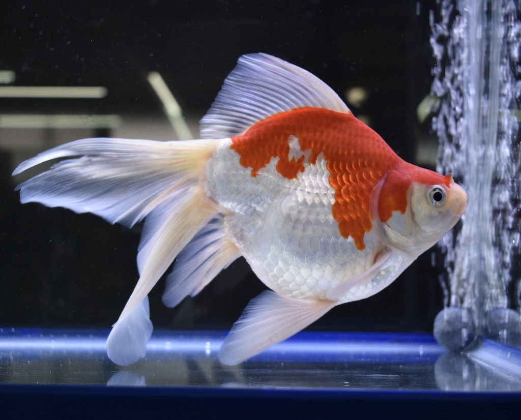 玉サバ 新潟、長岡山古志セレクト20cm