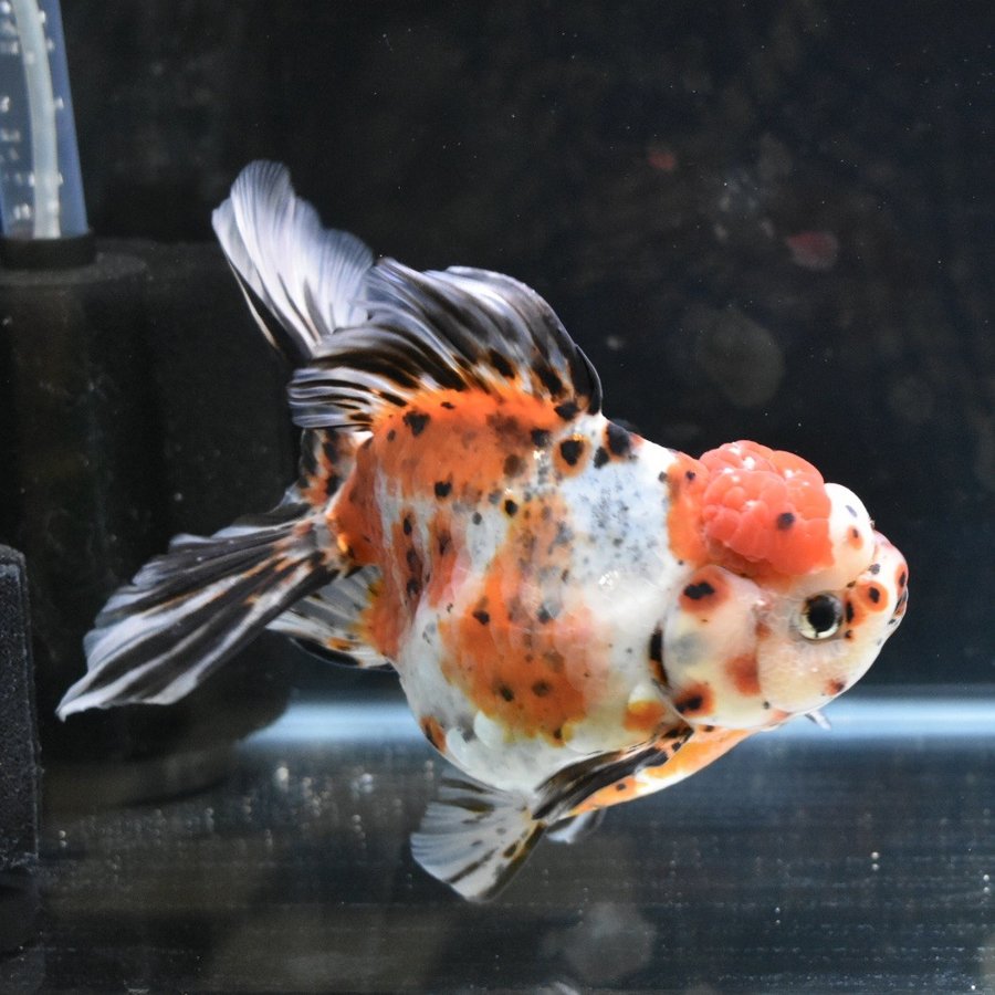 販売します】金魚 東錦 3歳