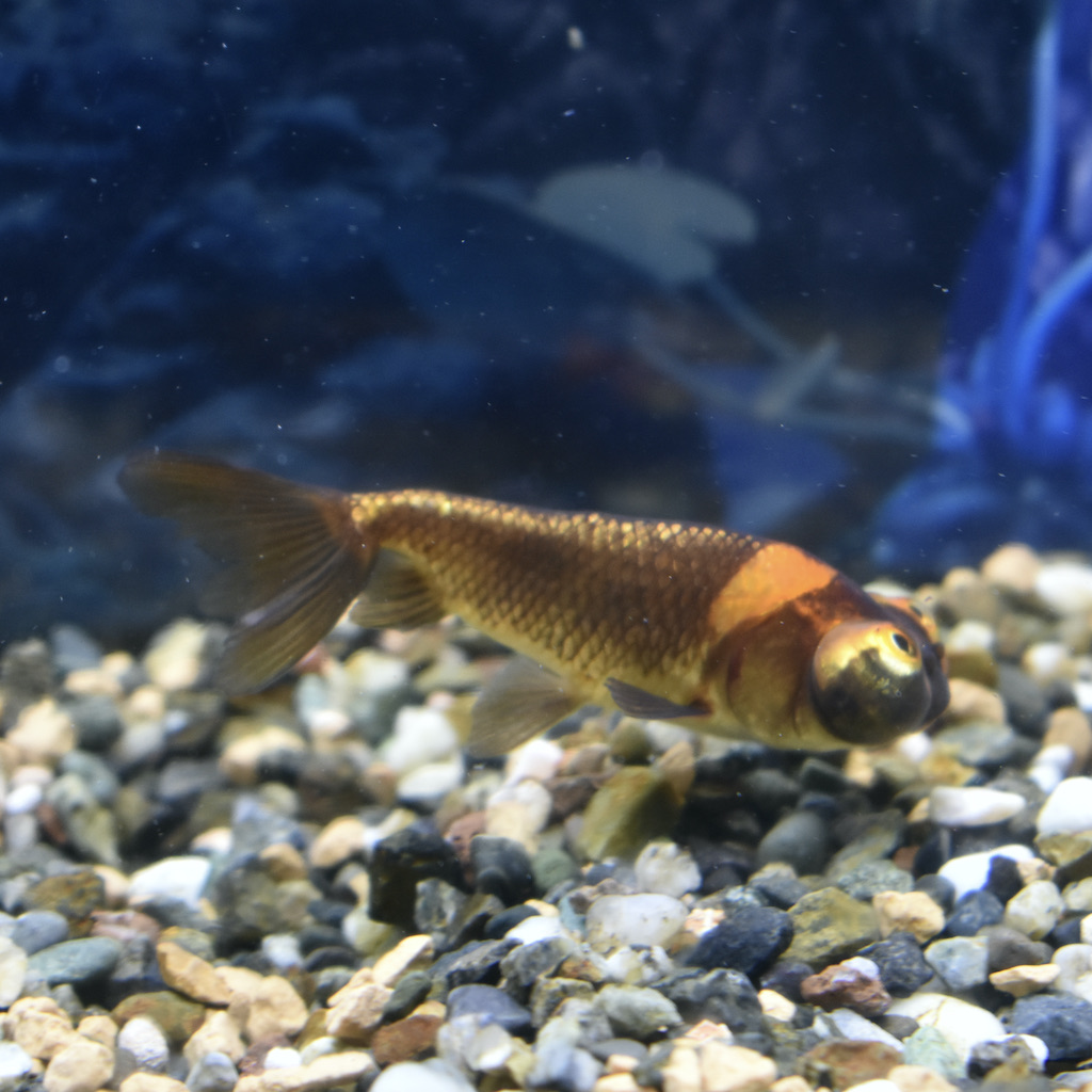 弥富 佐野産 頂天眼 ちょうてんがん S Sm 約7cm 1匹 生体販売 金魚 出目金型 頂天眼 水泡眼 穂竜 ヤマゲンペット 山崎慶子