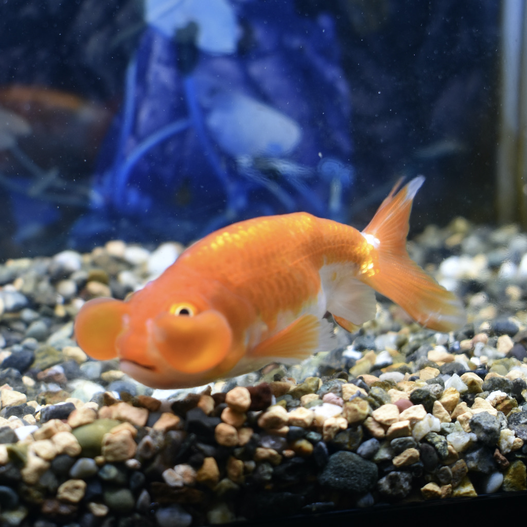 弥富 加藤産 水泡眼m 約8 9cm 1匹 生体販売 金魚 出目金型 頂天眼 水泡眼 穂竜 ヤマゲンペット
