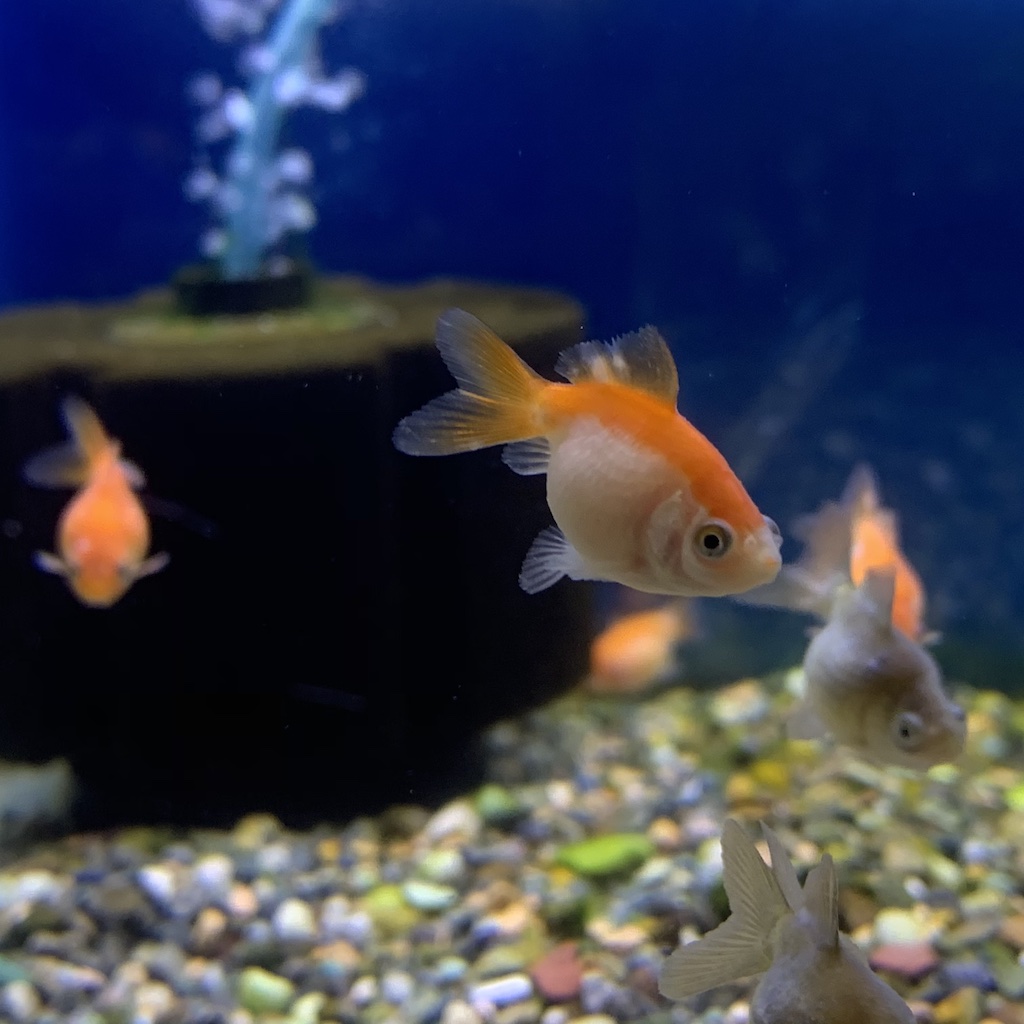 岡山産ベビーピンポンパールss 約2 2 5cm 1匹 ヤマゲンペット