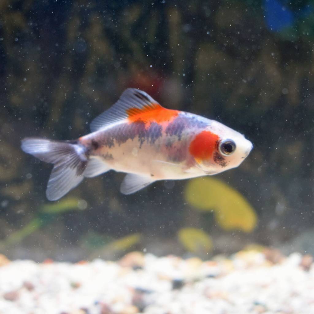国産金魚 更紗和金 2,650円 三つ尾〜四つ尾 ３匹 大人気新品 三つ尾〜四つ尾