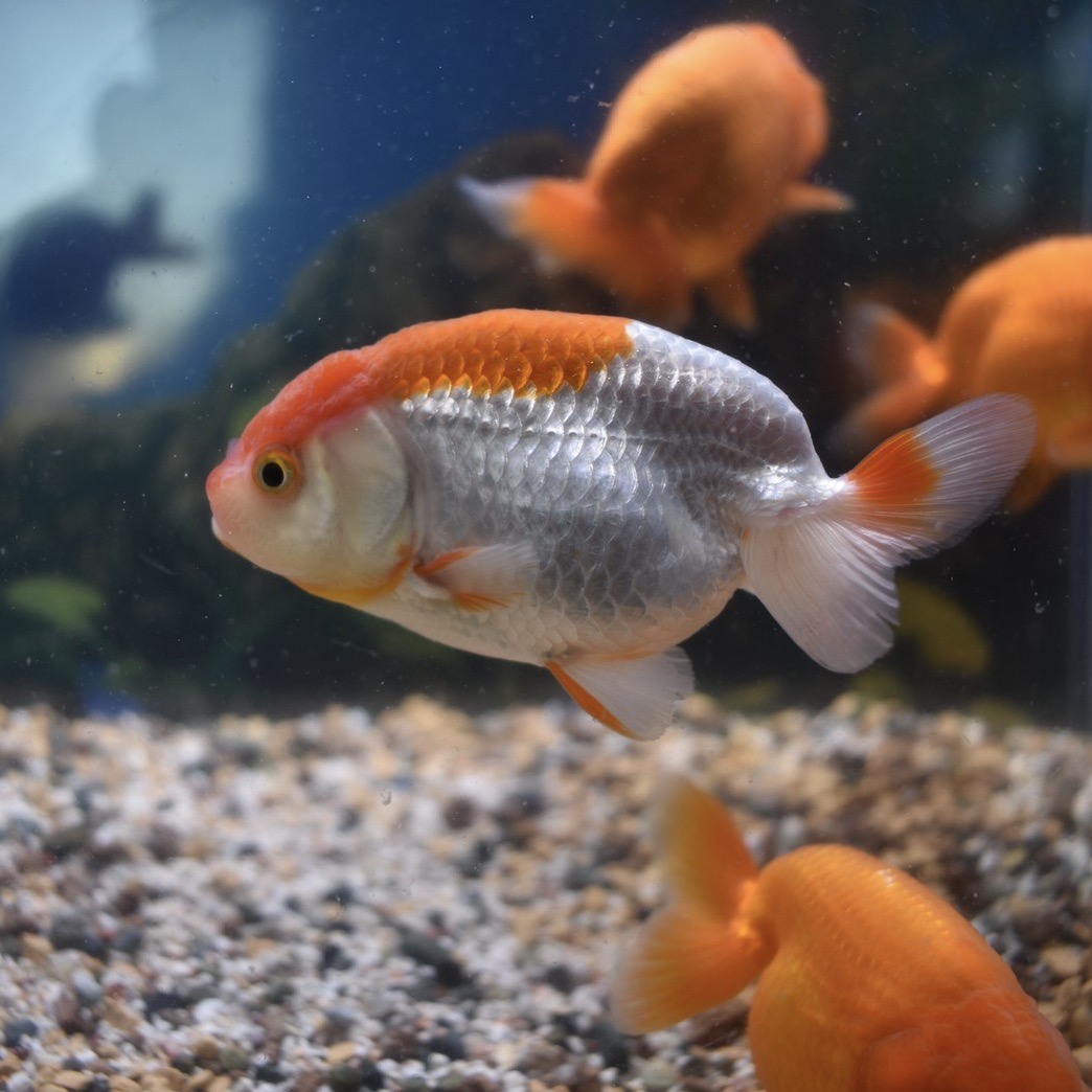 深見らんちゅうml上物 約7 8cm 1匹 深見養魚場産 ヤマゲンペット 山崎慶子