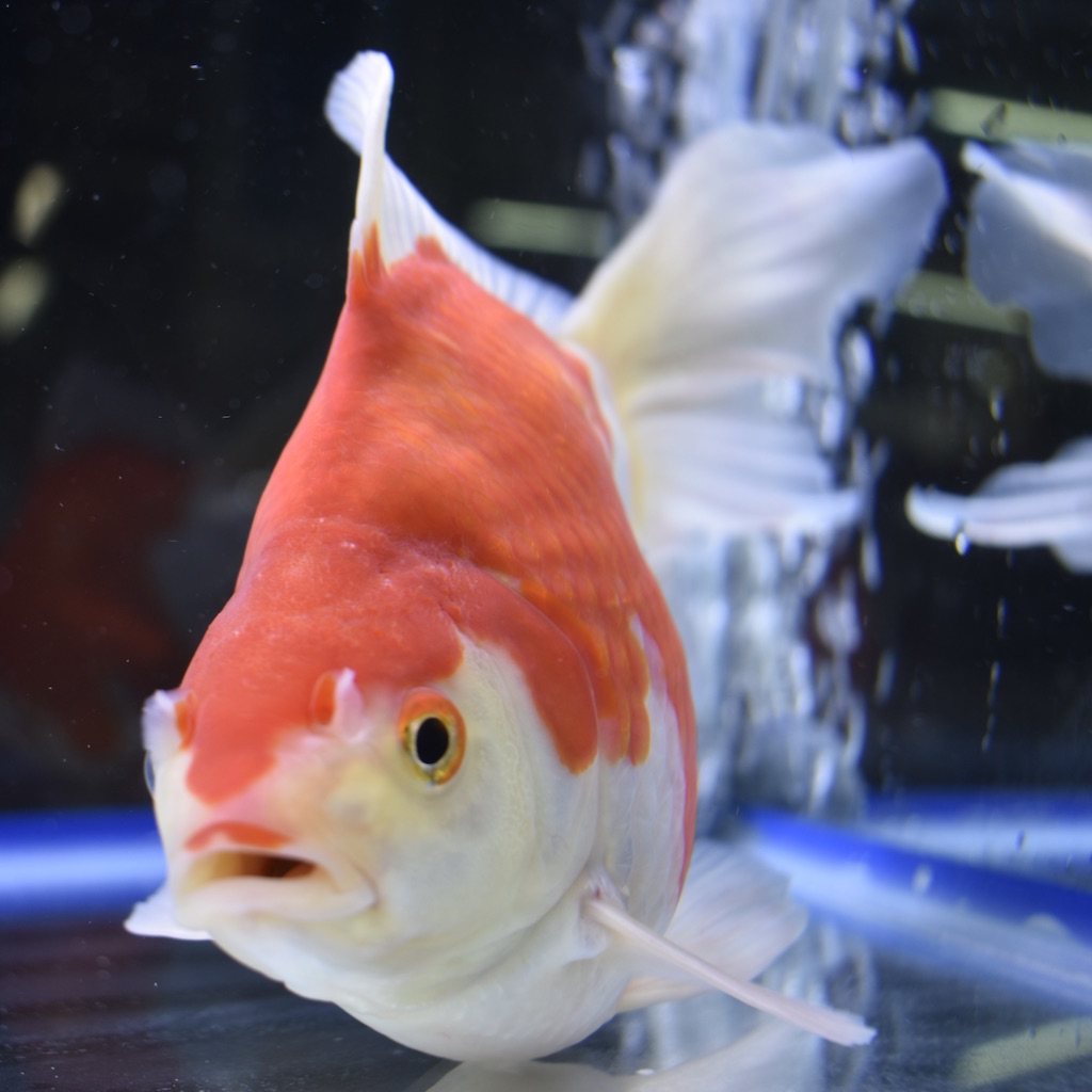 玉サバ特大（約20cm）』2 - 生体販売/金魚/【琉金系】玉サバ [ヤマゲン ...