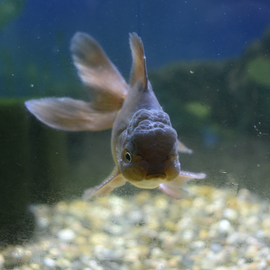鈴鹿 後藤産 黒オランダml L 約9 11cm 1匹 生体販売 金魚 オランダ型 オランダ ヤマゲンペット