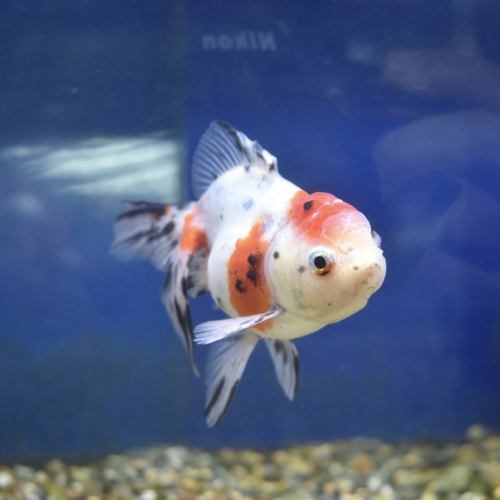弥富・八木産 東錦3才L(約11-12cm) 1匹 - 生体販売/金魚 [ヤマゲンペット]