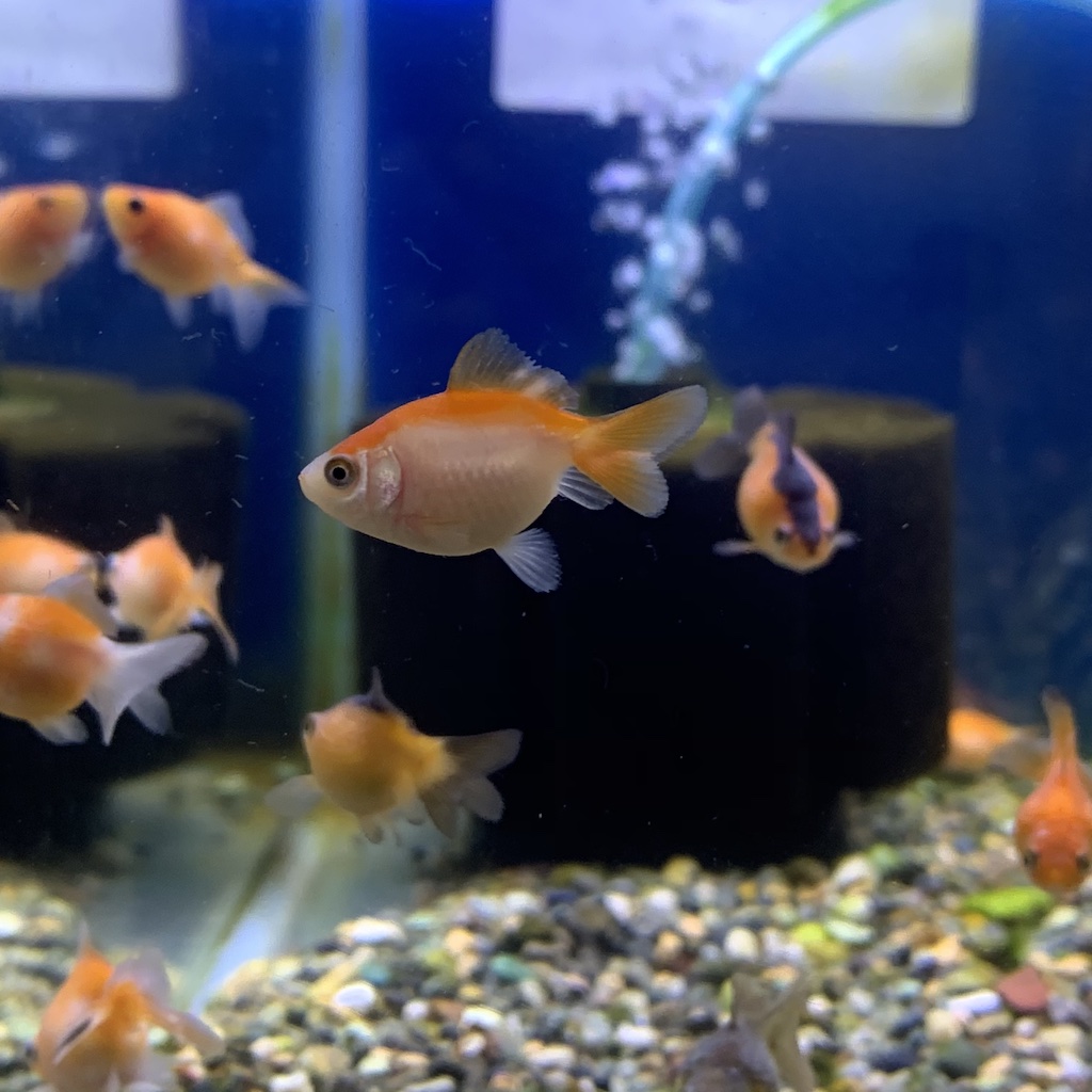 岡山産 ベビーピンポンパール3s 約1 2cm 1匹 直営店