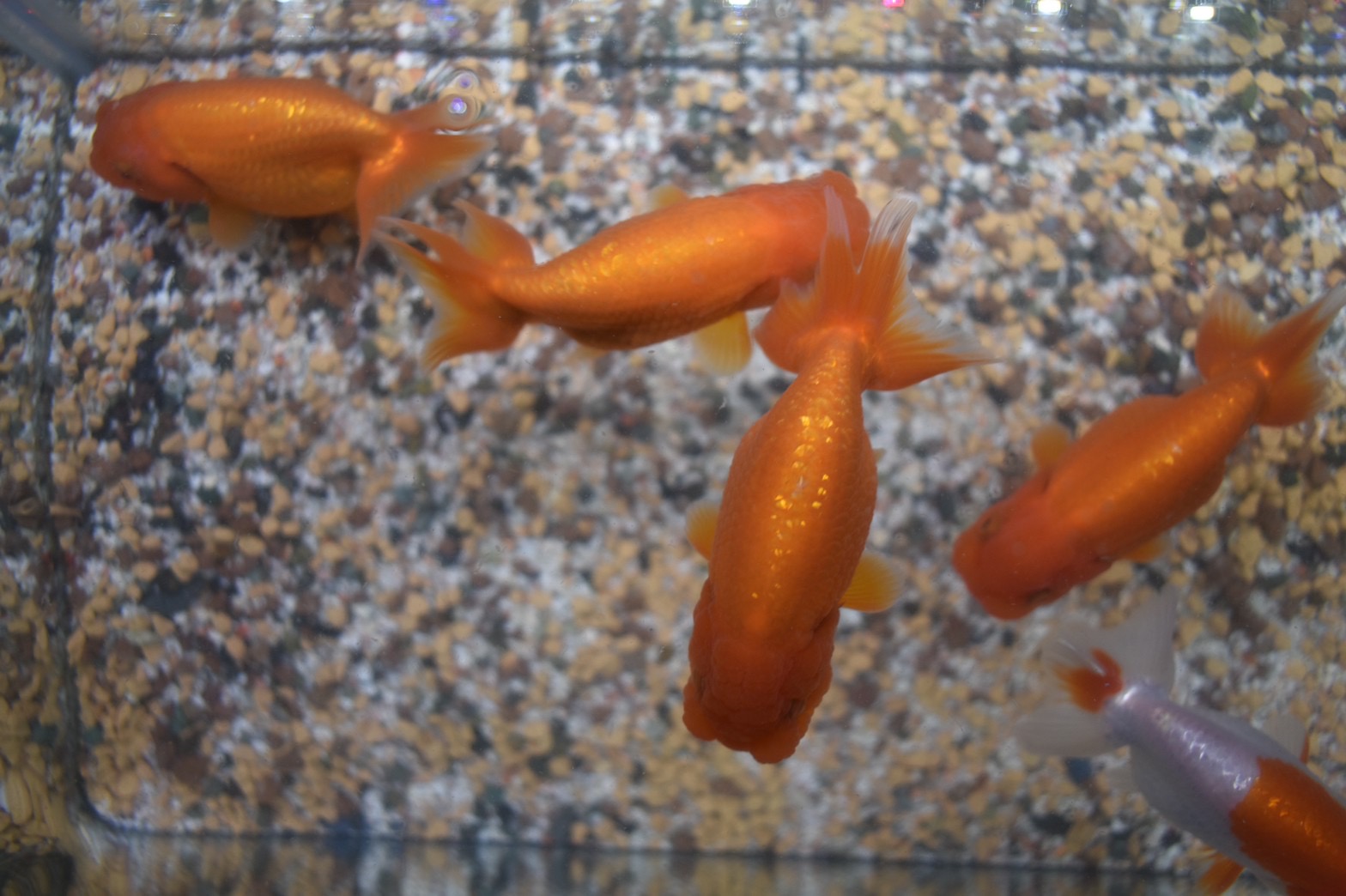 深見らんちゅうml上物 約7 8cm 1匹 深見養魚場産 ヤマゲンペット 山崎慶子