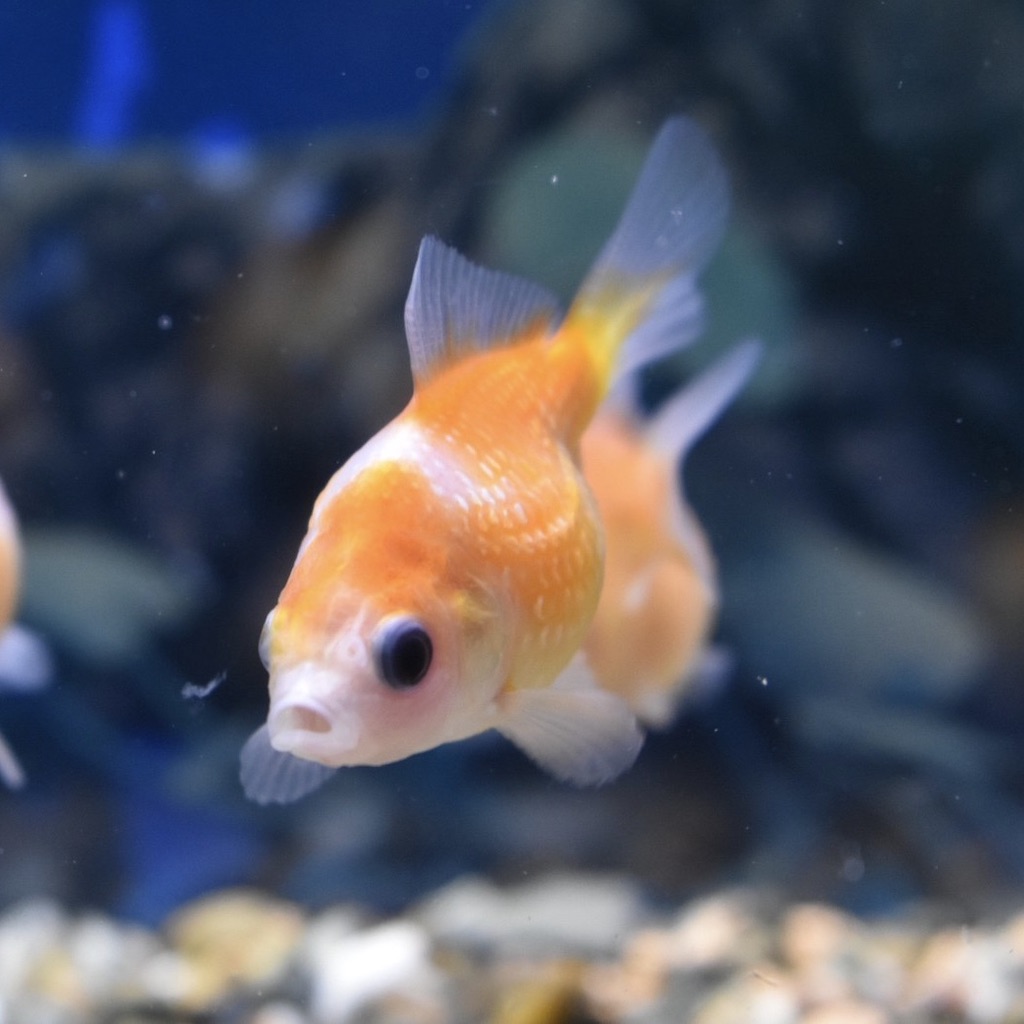 岡山産ちょうちんパール S 3 4cm 1匹 生体販売 ヤマゲンペット 岡山産ちょうちんパール S 3 4cm 1匹 生体販売 ヤマゲンペット