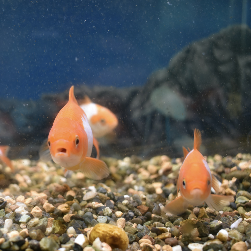 千葉産 三州錦sm M 約7 9cm 1匹 生体販売 金魚 らんちゅう型 津軽錦 三州錦 ヤマゲンペット 千葉産 三州錦sm M 約7 9cm 1匹 生体販売 金魚 らんちゅう型 津軽錦 三州錦 ヤマゲンペット
