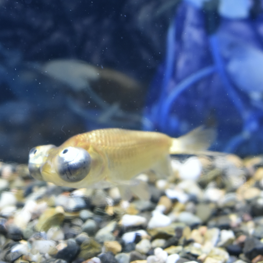 弥富 佐野産 頂天眼 ちょうてんがん S 約6cm 1匹 生体販売 金魚 出目金型 頂天眼 水泡眼 穂竜 ヤマゲンペット 弥富 佐野産 頂天眼 ちょうてんがん S 約6cm 1匹 生体販売 金魚 出目金型 頂天眼 水泡眼 穂竜 ヤマゲンペット