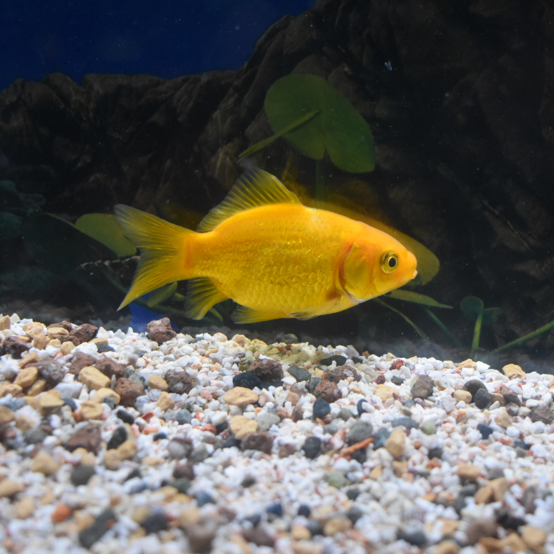 埼玉 木村産キラキラ玉黄金 たまこがね Sm 約8 9cm 1匹 生体販売 金魚 和金系 和金 ヤマゲンペット 埼玉 木村産キラキラ玉黄金 たまこがね Sm 約8 9cm 1匹 生体販売 金魚 和金系 和金 ヤマゲンペット