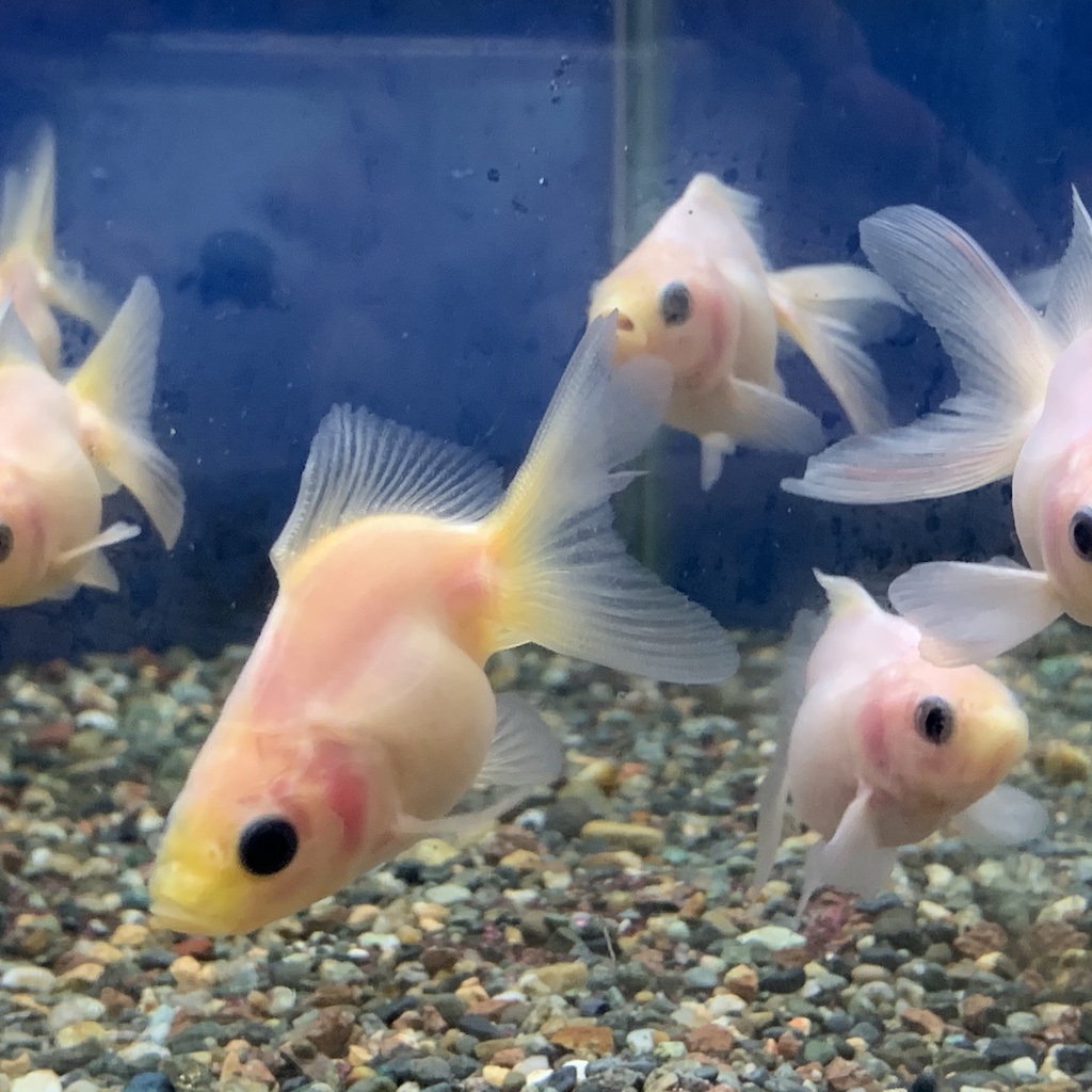 弥富・加藤産 シルク琉金S-SM(約6〜7cm) 1匹 - 生体販売/金魚/【琉金型】琉金 [ヤマゲンペット]