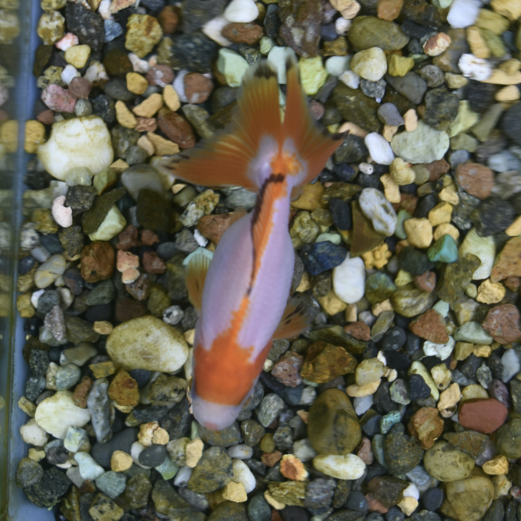 千葉産 三州錦sm M 約7 9cm 1匹 生体販売 金魚 らんちゅう型 津軽錦 三州錦 ヤマゲンペット 千葉産 三州錦sm M 約7 9cm 1匹 生体販売 金魚 らんちゅう型 津軽錦 三州錦 ヤマゲンペット