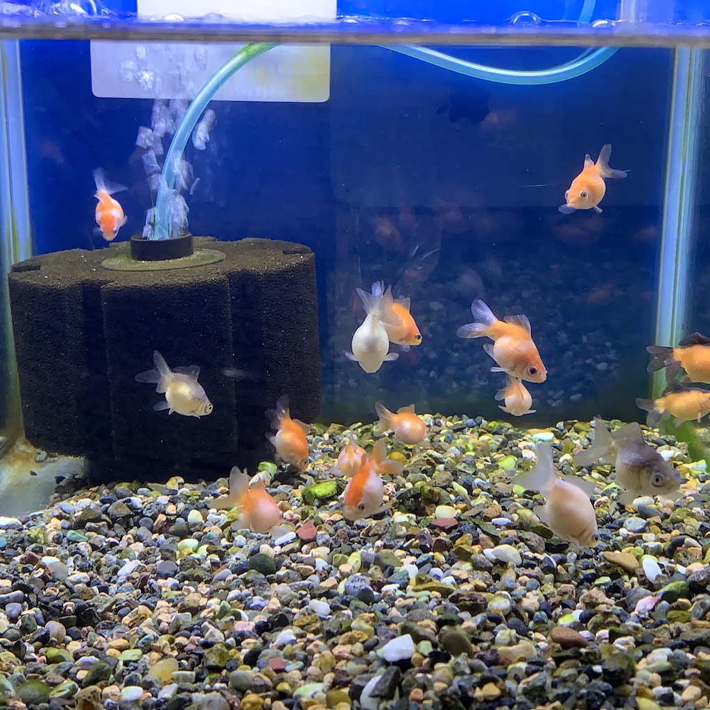 岡山産 ベビーピンポンパール3s 約1 2cm 1匹 直営店