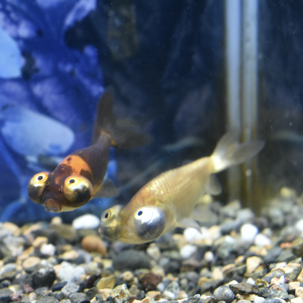 弥富 佐野産 頂天眼 ちょうてんがん S 約6cm 1匹 生体販売 金魚 出目金型 頂天眼 水泡眼 穂竜 ヤマゲンペット 弥富 佐野産 頂天眼 ちょうてんがん S 約6cm 1匹 生体販売 金魚 出目金型 頂天眼 水泡眼 穂竜 ヤマゲンペット