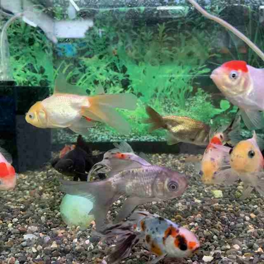 金魚ミックスs Sm 約7cm 3匹 ヤマゲンペット 金魚ミックスs Sm 約7cm 3匹 ヤマゲンペット
