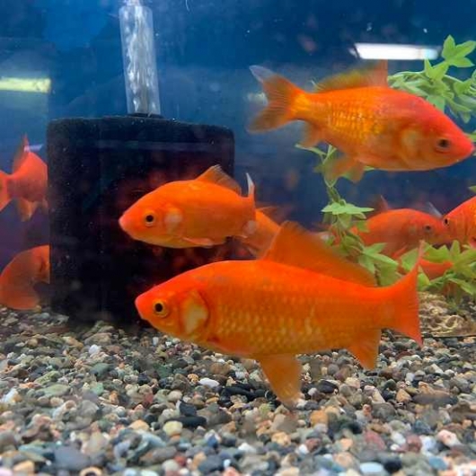 和金 約10 11cm 1匹 生体販売 金魚 和金系 和金 ヤマゲンペット