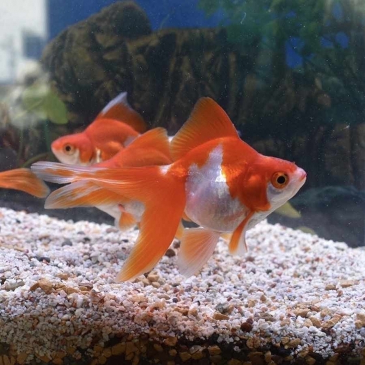 弥富 加藤産 更紗 サラサ 琉金 S 約5 6cm 1匹 ヤマゲンペット