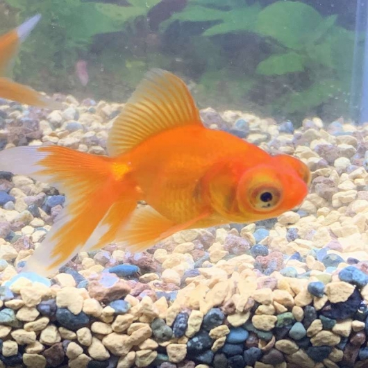 弥富 加藤産 赤出目金s Sm 約6 7cm 1匹 生体販売 金魚 ヤマゲンペット