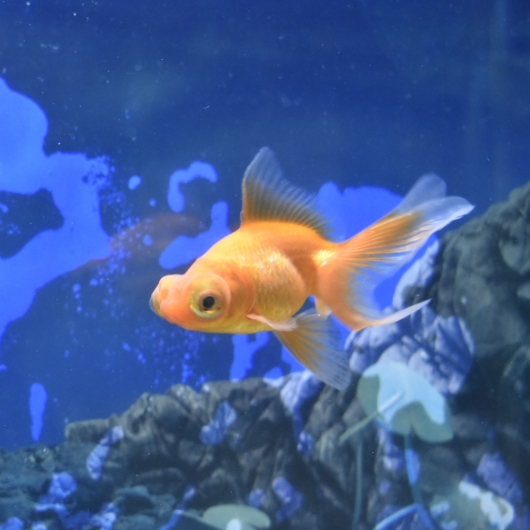 弥富産 赤出目金s Sm 約6 7cm 1匹 生体販売 金魚 出目金型 出目金 ヤマゲンペット 弥富産 赤出目金s Sm 約6 7cm 1匹 生体販売 金魚 出目金型 出目金 ヤマゲンペット