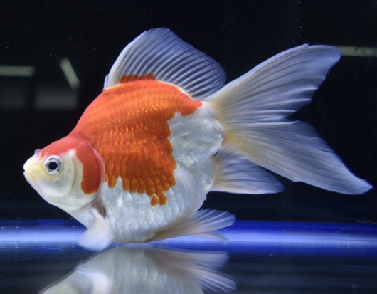 金魚 玉サバ サバ尾