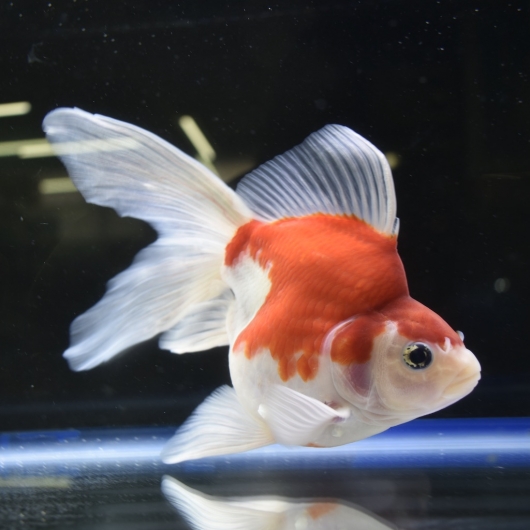 玉サバ特大 約19cm 5 生体販売 金魚 琉金系 玉サバ ヤマゲンペット