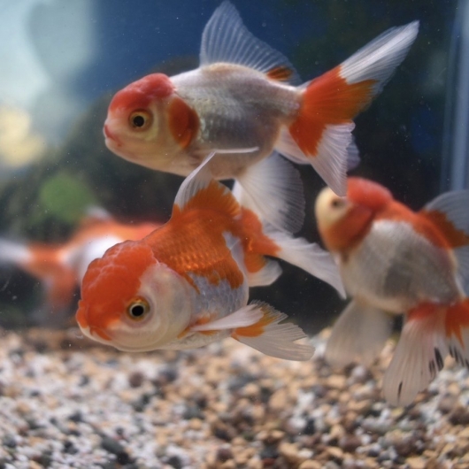 弥富 長尾産 更紗オランダ S Sm 約8 9cm 1匹 生体販売 金魚 オランダ型 オランダ ヤマゲンペット