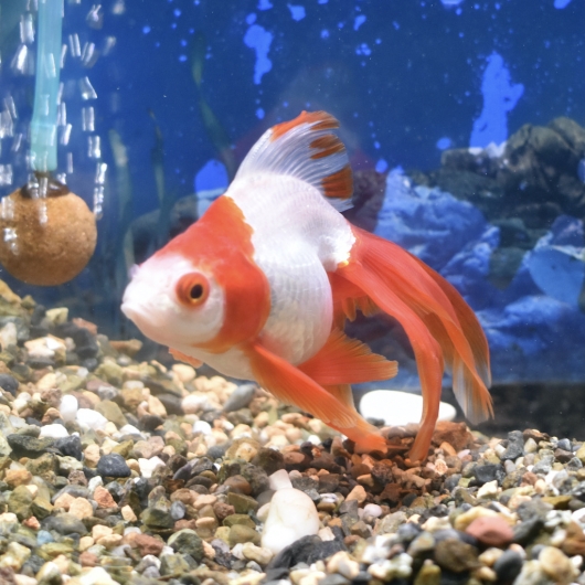 飯田 棚田産 更紗琉金3歳 L 約12 13cm 1匹 生体販売 金魚 琉金型 琉金 ヤマゲンペット