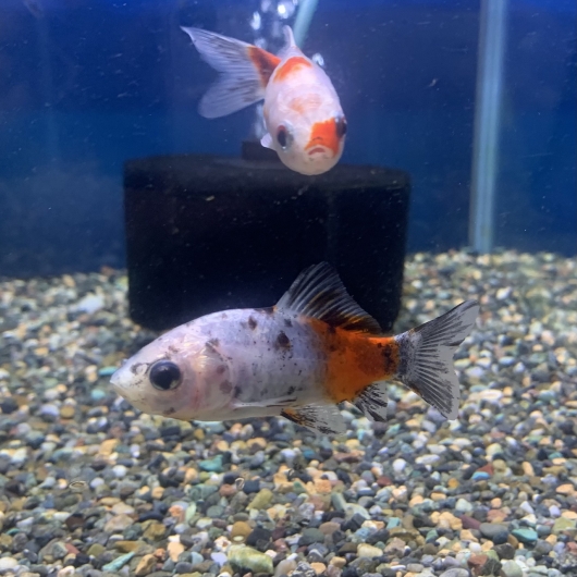 パナマ産 特大 モロンキンイロコガネ 29mm Green Note│大阪、我孫子の