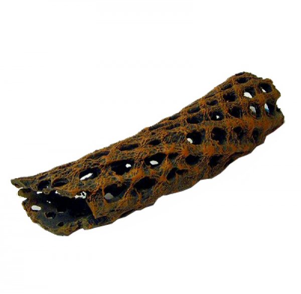 ポリ製サボテンの骨格 カクタススケルトン ｍ 爬虫類グッズ ヤマゲンペット