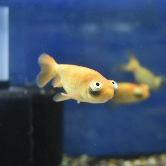 金魚)-桜琉金（八木氏）8-9cm 1匹 ありがた